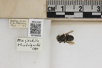 Media type: image;   Entomology 786003 Aspect: Labels